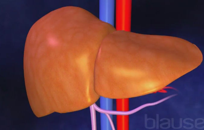 Transplantation hépatique