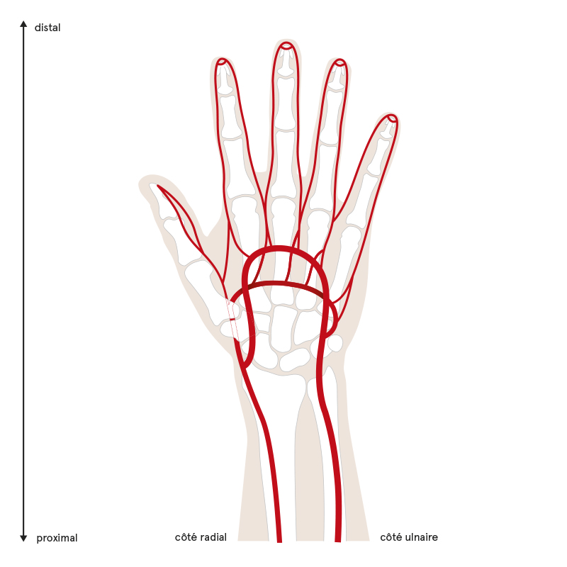 Artères de la main