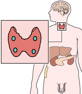 Illustration des glandes parathyroïdiennes Illustration des glandes parathyroïdiennes