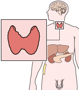 Illustration de la thyroïde